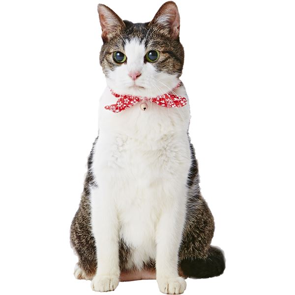 （まとめ）猫小町シュシュ 桜 レッド【×3セット】 (猫用品)