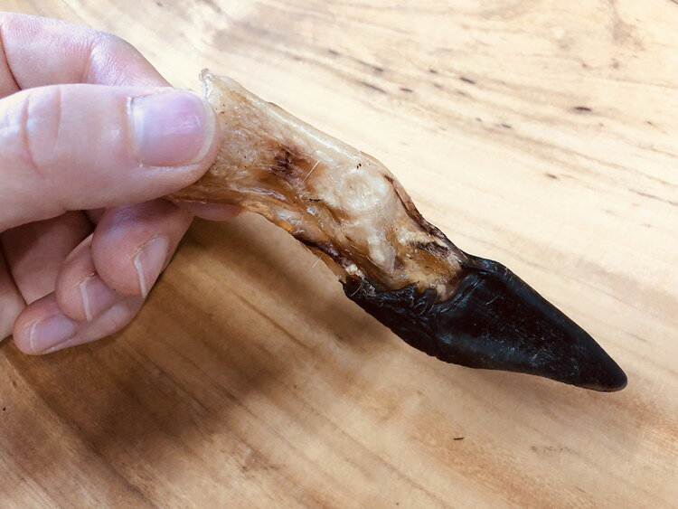 【2個セット】 Nanki Japan 食べる健康素材 デンタルチュー鹿ひづめ 2本入