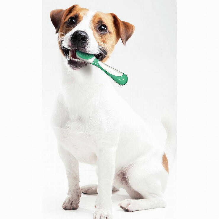 �ɥ����ޥ� �ǥ󥿥ȡ��� �֥饷