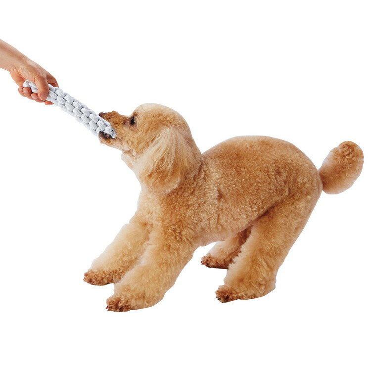 �ڥƥ��� ���ɥᥤ�� �ʥ����륳�åȥ� ���եȥ��ƥ��å�