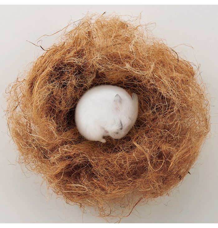 マルカン minimal LAND ハムちゃんの寝床作るんで巣 40g