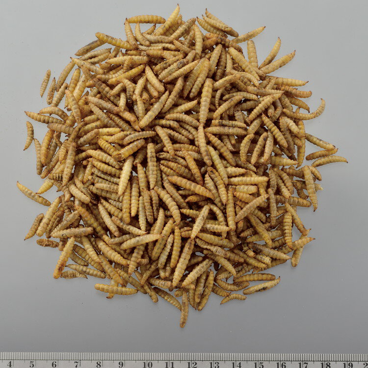 ��4�ĥ��åȡ� GEX �����å��� RepDeli �Х��ץ�ߥ��� 45g