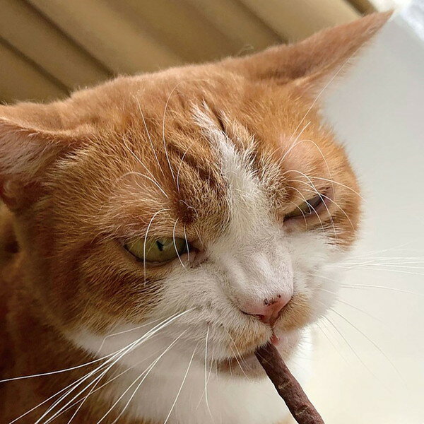 �ڥƥ��� �ޤ����ӥץ饹 �ޤ����ӥ��㡼���� �ޤ���̣ 25g