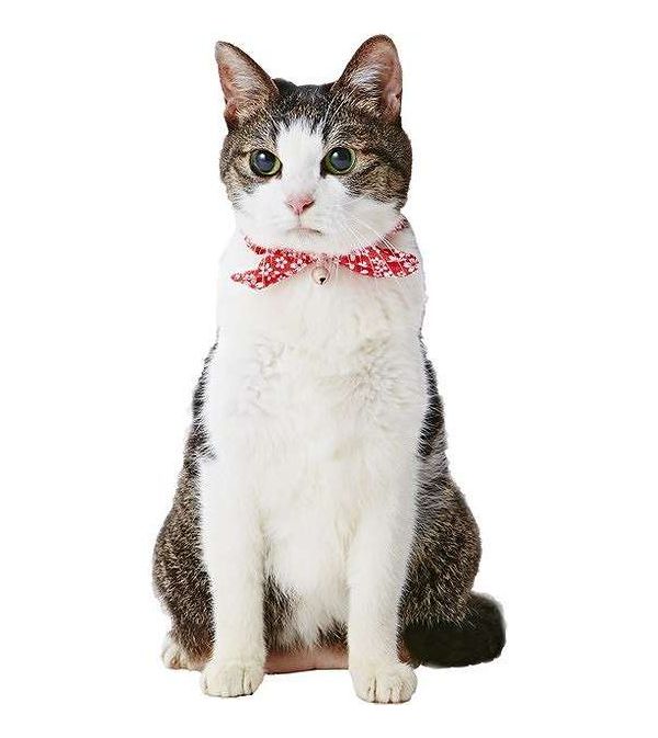ペティオ 猫小町シュシュ 桜 レッド
