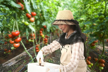 お手持ちの帽子につけるだけ!UV虫よけネット /120点入り(代引き不可)【送料無料】