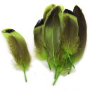 10枚入【天然ダックフェザー ( 緑/グリーン ) 】約4cm〜8cm アクセサリーパーツ/素材/羽/フェザー/ハンドメイド/オリジナル/制作/ガチョウ/アヒル...