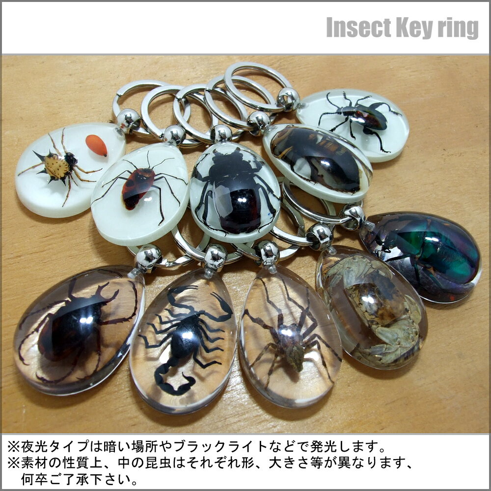 Insect Keyring【コオロギ】SK5610 キーホルダー/昆虫/アクセサリーパーツ/ペンダントトップにも/ストラップ/海外雑貨/キーリング/キーチャーム/レジン/樹脂