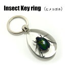 Insect Keyring【ヒメコガネ】SK0932 キーホルダー/昆虫/アクセサリーパーツ/ペンダントトップにも/ストラップ/海外雑貨/キーリング/キーチャーム/レジン/樹脂