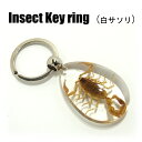 Insect Keyring【白サソリ】SK0901 キーホ