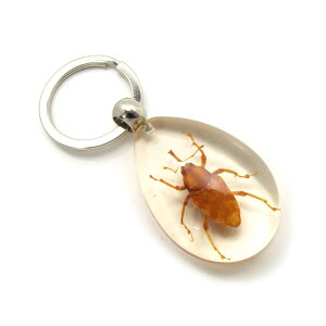 Insect Keyring【ゾウムシ】SK5510 キーホルダー/昆虫/アクセサリーパーツ/ペンダントトップにも/ストラップ/海外雑貨/キーリング/キーチャーム/レジン/樹脂