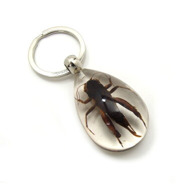 Insect Keyring【コオロギ】SK5610 キーホルダー/昆虫/アクセサリーパーツ/ペンダントトップにも/ストラップ/海外雑貨/キーリング/キーチャーム/レジン/樹脂