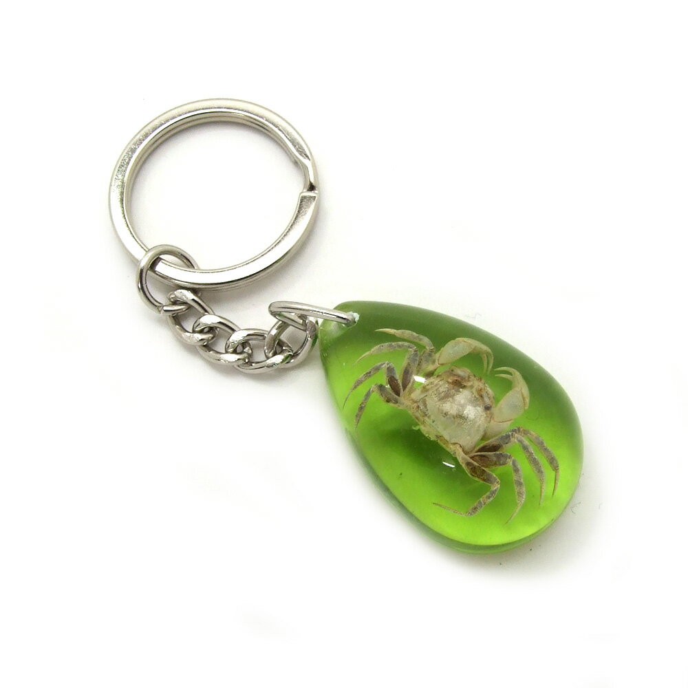 Insect Keyring yJjEO[(STCYE`F[^Cv)zSD10023 L[z_[//ANZT[p[c/y_ggbvɂ/Xgbv/COG/L[O/L[`[/W/