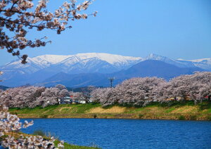 絵画風 壁紙ポスター (はがせるシール式) 蔵王連峰 蔵王山 桜 シダレザクラ 日本百名山 キャラクロ ZAO-003A1 (A1版 830mm×585mm) ＜日本製＞ ウォールステッカー お風呂ポスター