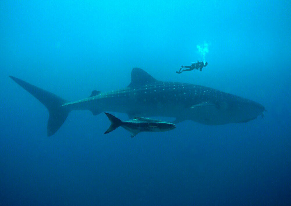 絵画風 壁紙ポスター (はがせるシール式) ダイビング ジンベイザメ ダイバー 海 キャラクロ DVG-017A2 ..