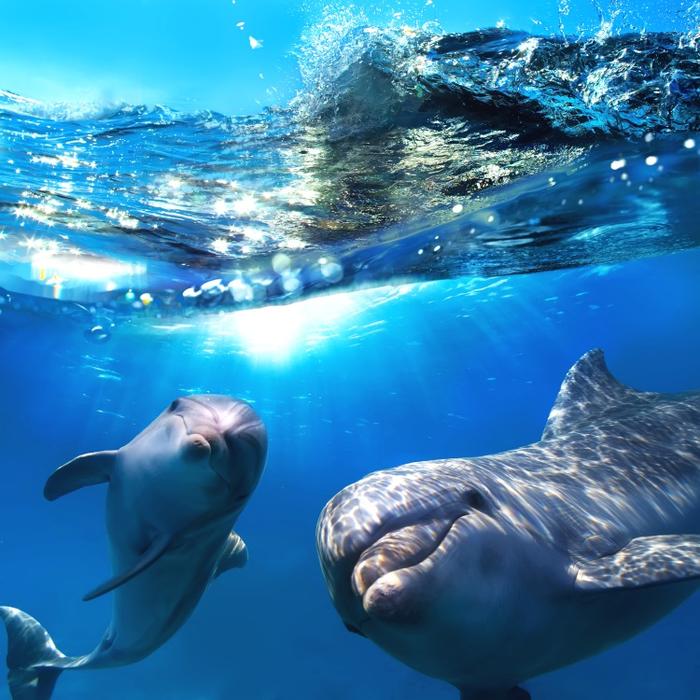 絵画風 壁紙ポスター (はがせるシール式) イルカの親子と波のコラボレーション バンドウイルカ ドルフィン 海 キャラクロ DLP-012S1 (594mm×594mm) ＜日本製＞ ウォールステッカー お風呂ポスター