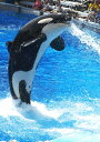 絵画風 壁紙ポスター (はがせるシール式) シャチ オルカ ジャンプ オーランドSea World グランパス Killer Whale キャラクロ ORCA-...