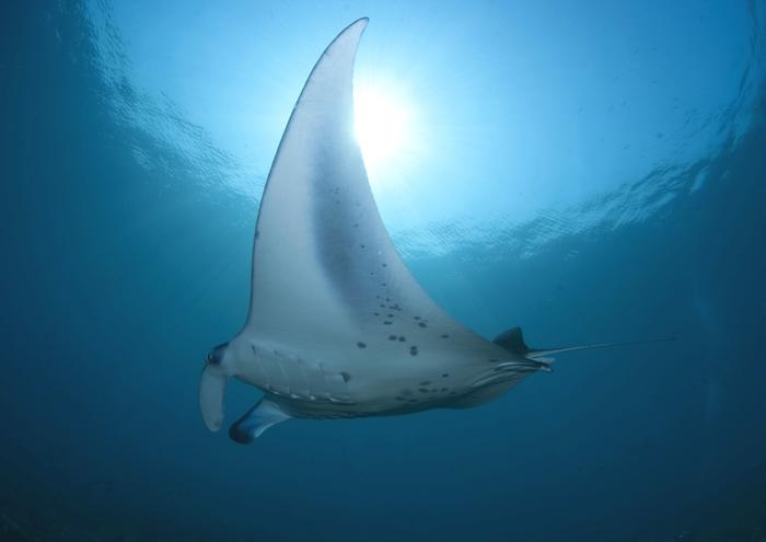 絵画風 壁紙ポスター (はがせるシール式) マンタ オニイトマキエイ 鬼糸巻エイ ナンヨウマンタ ダイビング 海 キャラクロ MNTA-003A2 (A2版 594mm×420mm) ＜日本製＞ ウォールステッカー お風呂ポスター