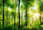 絵画風 壁紙ポスター （はがせるシール式） 森林 森林浴 日光浴 陽射し 太陽 眩しい 緑の森の木々 癒し キャラクロ SNR-030A2 （A2版 594mm×420mm） 建築用壁紙＋耐候性塗料 インテリア