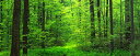 絵画風 壁紙ポスター (はがせるシール式) 森林 森林浴 緑 目の保養 気分転換 癒し リフレッシュ パノラマ キャラクロ SNR-111P1 (パノラマ版 1440mm×576mm) ＜日本製＞ ウォールステッカー お風呂ポスター