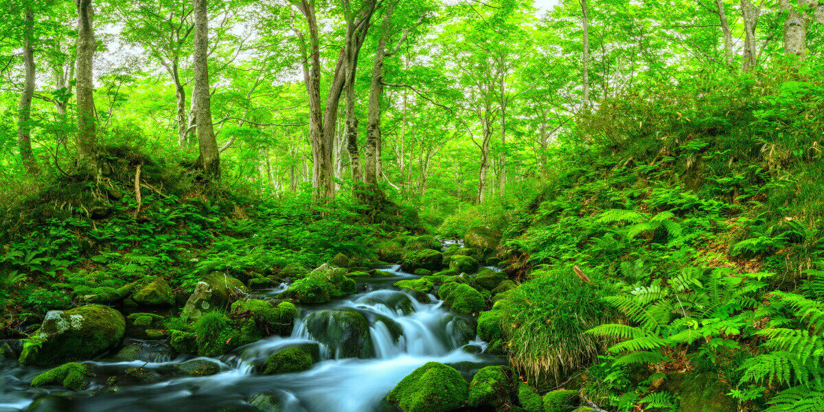 絵画風 壁紙ポスター (はがせるシール式) 鳥海山のブナの森 渓流 森林浴 縄文文化のふるさと 鳥海国定公園 山形県・秋田県 キャラクロ M-SNR-001S1 (パノラマS版 1152mm×576mm) ＜日本製＞ ウォールステッカー お風呂ポスター