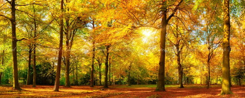 壁紙ポスター 秋の陽射し はがせるシール式 紅葉 紅葉 黄葉 森林浴 秋の公園 もみじ Kyo 101p1 当店オススメ キャラクロ 絵画風 黄葉 癒し パノラマ キャラクロ パノラマ版 1440mm 576mm 建築用壁紙 耐候性塗料 インテリア レアルインターショップ 壁紙ポスター 秋の陽射し はがせるシール式 紅葉 紅葉 黄葉 森林浴 秋の公園 もみじ Kyo 101p1 当店オススメ キャラクロ 絵画風 黄葉 癒し パノラマ キャラクロ パノラマ版 1440mm 576mm 建築用壁紙 耐候性塗料 インテリア レアルインターショップ