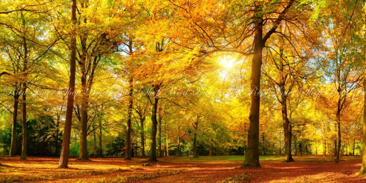 絵画風 壁紙ポスター (はがせるシール式) 紅葉 秋の陽射し 森林浴 もみじ 黄葉 秋の公園 癒し パノラマ キャラクロ KYO-101S1 (1152mm×576mm) ＜日本製＞ ウォールステッカー お風呂ポスター