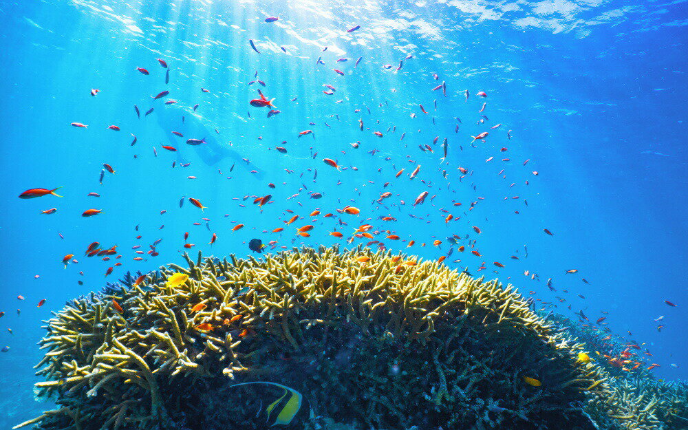 絵画風 壁紙ポスター (はがせるシール式) 沖縄の海景色 枝珊瑚にシキシマハナダイが群れる西表島の海 ダイビング 絶景 キャラクロ M-OKN-013W1(ワイド版 921mm×576mm)＜日本製＞ ウォールステッカー お風呂ポスター