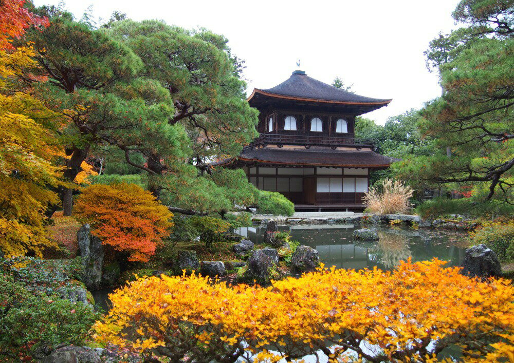 絵画風 壁紙ポスター (はがせるシール式) 銀閣寺 慈照寺 紅葉 室町時代 東山文化 相国寺 キャラクロ GKJ-003A2 (A2版 594mm×420mm) <日本製> ウォールステッカー お風呂ポスター