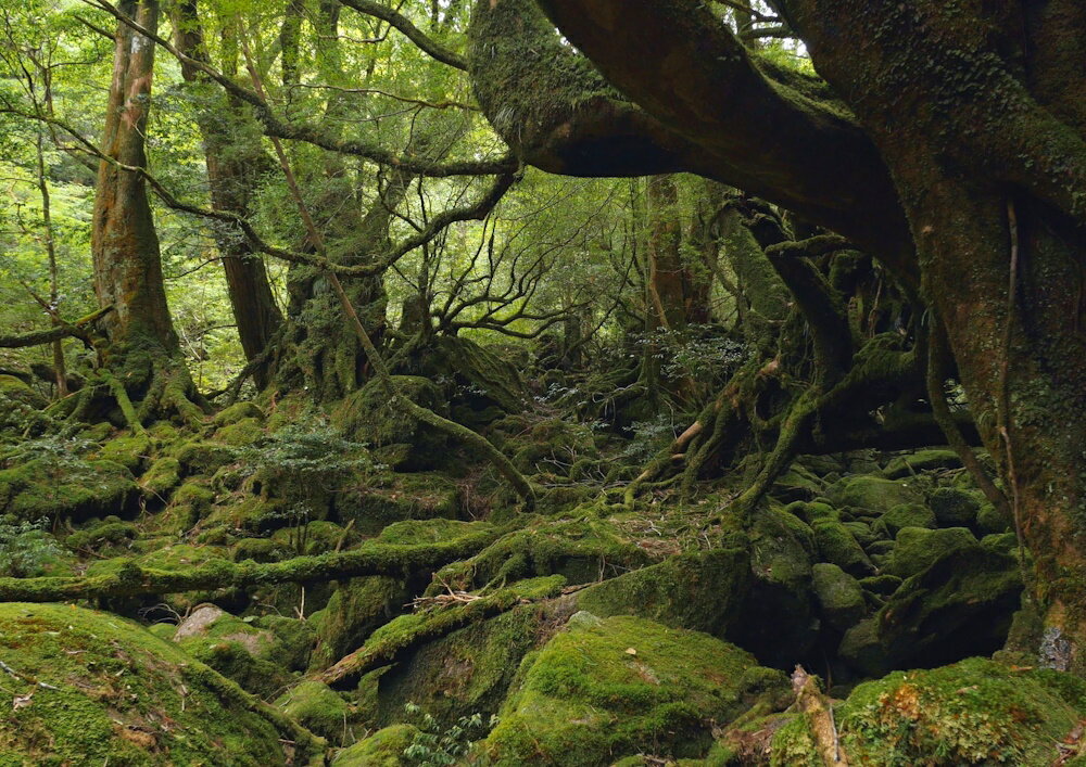 絵画風 壁紙ポスター (はがせるシール式) 屋久島 東洋のガラパゴス もののけ 神秘的 キャラクロ YKS-002BA1 (A1版 830mm×585mm) ＜日本製＞ ウォールステッカー お風呂ポスター