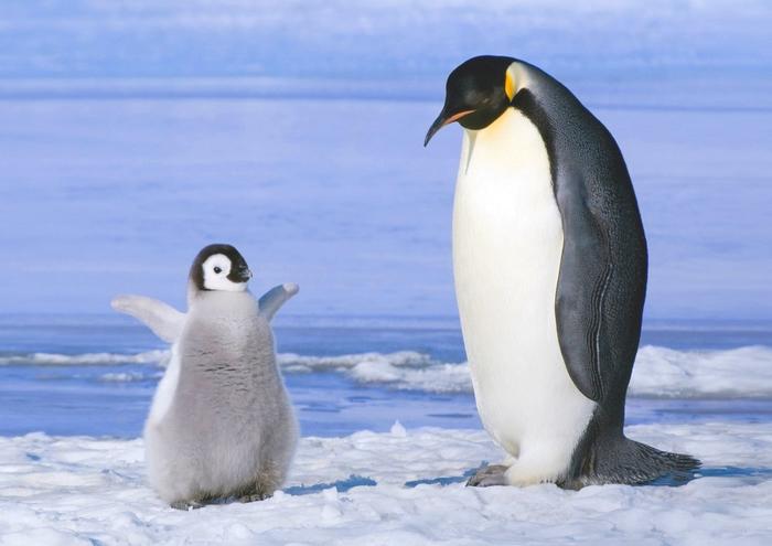 絵画風 壁紙ポスター (はがせるシール式) ペンギンの親子 コウテイペンギン 南極大陸 鳥 キャラクロ BPNG-001A1 (A1版 830mm×585mm) ＜日本製＞ ウォールステッカー お風呂ポスター