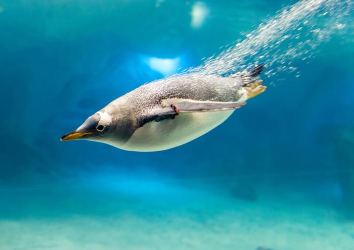 絵画風 壁紙ポスター (はがせるシール式) ペンギンの海中遊泳 ジェンツーペンギン 南極大陸 鳥 キャラクロ BPNG-005A2 (A2版 594mm×420mm) ＜日本製＞ ウォールステッカー お風呂ポスター