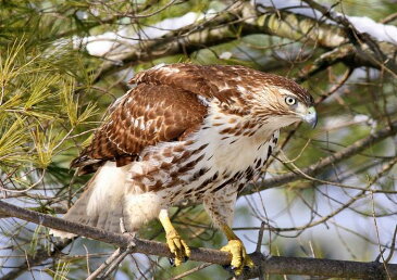【売れ筋】絵画風 壁紙ポスター (はがせるシール式) クマタカ 角鷹 熊鷹 タカ 鷹 Hawk 鳥 キャラクロ BHWK-002A2 (A2版 594mm×420mm) 建築用壁紙+耐候性塗料 インテリア
