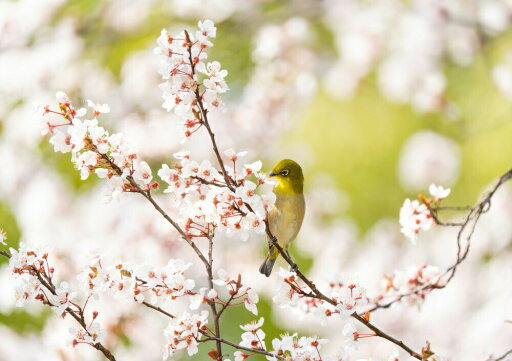絵画風 壁紙ポスター (はがせるシール式) 春の訪れ、フユザクラ(冬桜)の蜜を吸うメジロ 桜 目白 キャラクロ M-BMJR-001A1 (A1版 830mm×585mm) <日本製> ウォールステッカー お風呂ポスター 絵画風 壁紙ポスター (はがせるシール式) 春の訪れ、フユザクラ(冬桜)の蜜を吸うメジロ 桜 目白 キャラクロ M-BMJR-001A1 (A1版 830mm×585mm) <日本製> ウォールステッカー お風呂ポスター