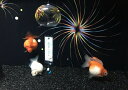 絵画風 壁紙ポスター (はがせるシール式) 金魚 ピンポンパール まん丸 水槽 花火 風鈴 かわいい キャラクロ FKNG-001A2 (A2版 594mm×420mm) <日本製> ウォールステッカー お風呂ポスター