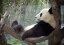 絵画風 壁紙ポスター （はがせるシール式） パンダの子供 ジャイアントパンダ PANDA パンダ キャラクロ PNDA-003A2 （A2版 594mm×420mm） ＜日本製＞ ウォールステッカー お風呂ポスター