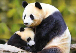 絵画風 壁紙ポスター (はがせるシール式) パンダの親子 ジャイアントパンダ PANDA パンダ キャラクロ PNDA-007A2 (A2版 594mm×420mm) <日本製> ウォールステッカー お風呂ポスター