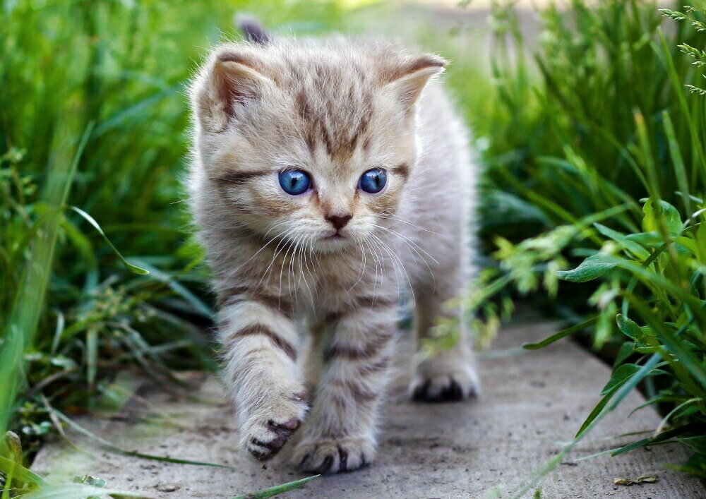 絵画風 壁紙ポスター (はがせるシール式) 青い目の子猫の散歩 ペット ネコ かわいい キャット キャラクロ PCAT-004A2 (A2版 594mm×420mm) ＜日本製＞ ウォールステッカー お風呂ポスター