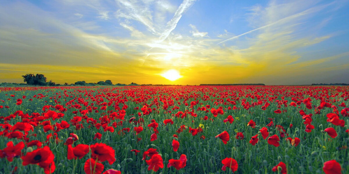 絵画風 壁紙ポスター (はがせるシール式) 朝陽を浴びる一面の虞美人草 ヒナゲシ ポピー 日の出 朝焼け 花畑 パノラマ キャラクロ FLGD-105S1 (1152mm×576mm) ＜日本製＞ ウォールステッカー お風呂ポスター