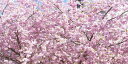 絵画風 壁紙ポスター (はがせるシール式) 満開のさくら 桜の景色 八重桜 サクラ 開花 お花見 パノラマ キャラクロ FSKR-013S1 (1152mm×576mm) <日本製> ウォールステッカー お風呂ポスター