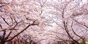 絵画風 壁紙ポスター (はがせるシール式) さくらの開花 春の景色 桜の木 サクラ 八重桜 ソメイヨシノ キャラクロ FSKR-025S1 (1152mm×576mm) <日本製> ウォールステッカー お風呂ポスター