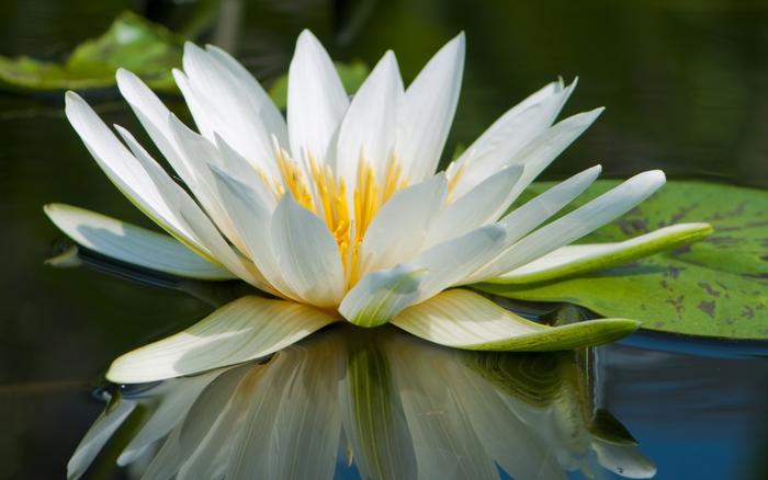 絵画風 壁紙ポスター (はがせるシール式) スイレン ヨザキスイレン 睡蓮 ヒツジグサ 未草 キャラクロ FSRN-001W2 (ワイド版 603mm×376mm) <日本製> ウォールステッカー お風呂ポスター