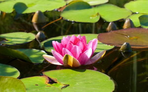 絵画風 壁紙ポスター (はがせるシール式) スイレン ピンク 温帯スイレン ヒツジグサ 睡蓮 キャラクロ FSRN-008W2 (ワイド版 603mm×376mm) <日本製> ウォールステッカー お風呂ポスター