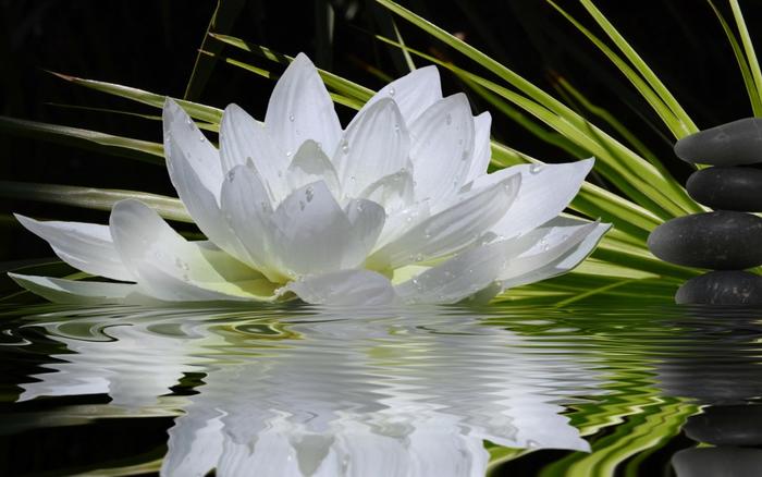 絵画風 壁紙ポスター (はがせるシール式) スイレン ヨザキスイレン ヒツジグサ 未草 睡蓮 キャラクロ FSRN-005W2 (ワイド版 603mm×376mm) <日本製> ウォールステッカー お風呂ポスター