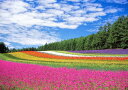 絵画風 壁紙ポスター (はがせるシール式) 花畑 ラベンダー ポピー 小町草 富良野 北海道 キャラクロ FLGD-001A2 (A2版 594mm×420mm) <日本製> ウォールステッカー お風呂ポスター