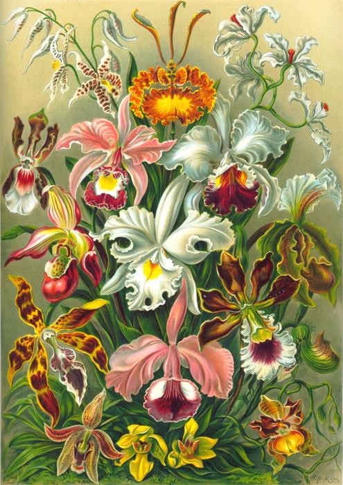 絵画風 壁紙ポスター (はがせるシール式) 様々なランの花 エルンスト・ヘッケル ラン 蘭 オーキッド キャラクロ FRAN-001A1 (A1版 585mm×830mm) ＜日本製＞ ウォールステッカー お風呂ポスター