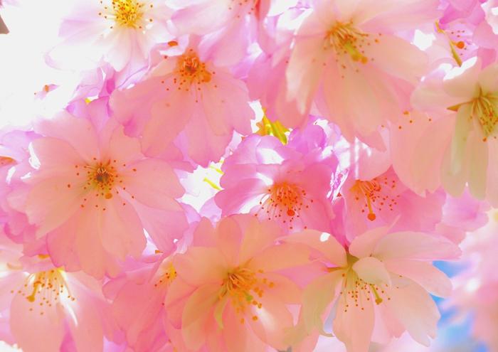 絵画風 壁紙ポスター (はがせるシール式) さくら 桜 八重桜 イチヨウ フゲンソウ サクラ 開花 春 キャラクロ FSKR-002A1 (A1版 830mm×585mm) ＜日本製＞ ウォールステッカー お風呂ポスター