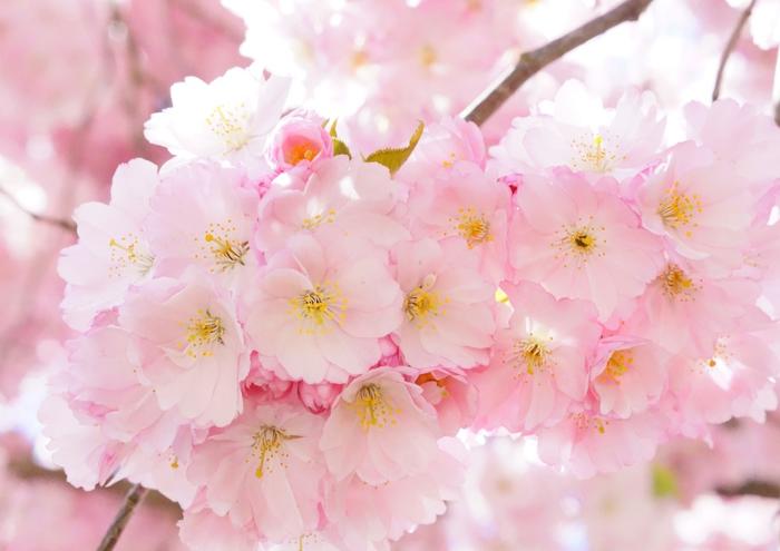 絵画風 壁紙ポスター (はがせるシール式) さくら 桜 八重桜 イチヨウ フゲンソウ サクラ 開花 春 キャラクロ FSKR-006A1 (A1版 830mm×585mm) ＜日本製＞ ウォールステッカー お風呂ポスター