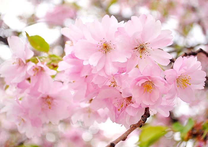 絵画風 壁紙ポスター (はがせるシール式) さくら 桜 八重桜 イチヨウ フゲンソウ サクラ 開花 春 キャラクロ FSKR-019A2 (A2版 594mm×420mm) ＜日本製＞ ウォールステッカー お風呂ポスター