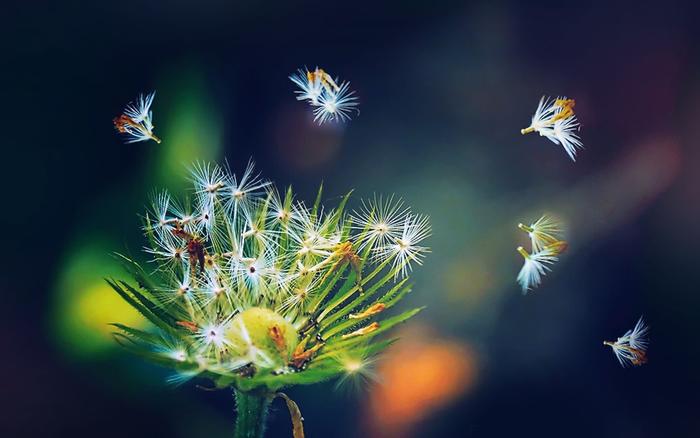 絵画風 壁紙ポスター (はがせるシール式) タンポポ 綿毛(冠毛)の種子の飛散 蒲公英 ツヅミグサ 鼓草 花 キャラクロ FTPP-002W2 (ワイド版 603mm×376mm) ＜日本製＞ ウォールステッカー お風呂ポスター