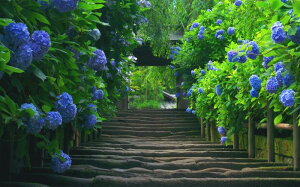 絵画風 壁紙ポスター (はがせるシール式) あじさい寺 鎌倉 明月院 紫陽花の門 アジサイ 花 キャラクロ FAJS-007W1 (ワイド版 921mm×576mm) <日本製> ウォールステッカー お風呂ポスター